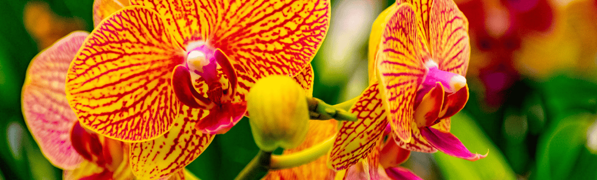 Hawaii Current Events